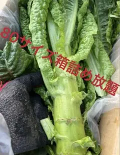 新鮮な 茎レタス 莴笋 箱込み5キロ 超お得 - メルカリ