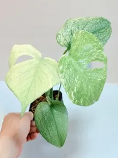 Monstera Borsigiana Cebublue mint - メルカリ
