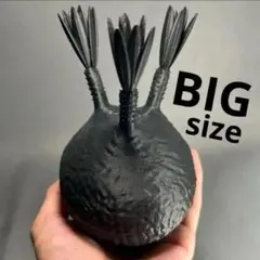 パキポディウム　グラキリス　フィギュア　3Dプリンター　オブジェ　塊根