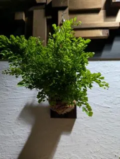 ハッカドロップス(プロフ一読願うッ)様 リクエスト 2点 まとめ商品