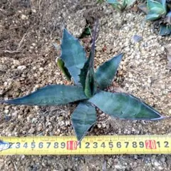 2026年最新】サルミアナの人気アイテム - メルカリ