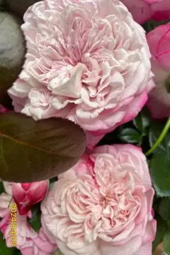 lostplanet様 リクエスト 5点 まとめ商品