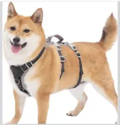 Item thumbnail for item 6255626b-76d7-4352-a1e6-baf16e8d6d9a