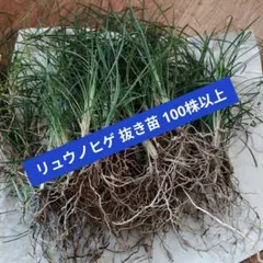 龍の髭（黒龍）リュウノヒゲ（コクリュウ）抜き苗 2株 - メルカリ