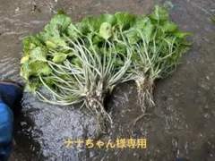 ナナちゃん様専用　ワサビの茎