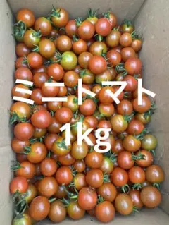 ミニトマト　1kgのサムネイル
