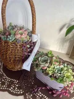 週末限定価格！！多肉植物⭐︎そのまま飾れる寄せ植え⭐︎2点セット