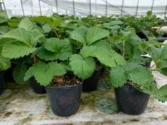 2025年最新】イチゴ苗 宝交早生の人気アイテム - メルカリ