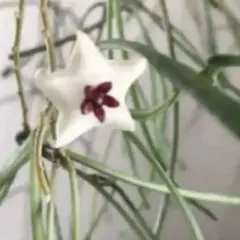 ホヤ　レツーサ　②のサムネイル