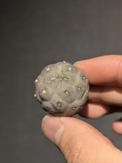 サボテン　テフロカクタス　ゲオメトリクス　②のサムネイル