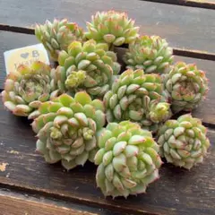 リトルレッドボート(B) 10苗セット　韓国苗　カット苗　寄せ植えに！