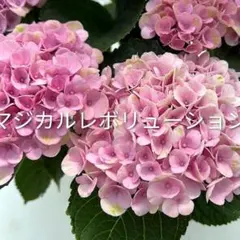 紫陽花マジカルレボリューション①ポット発送のサムネイル
