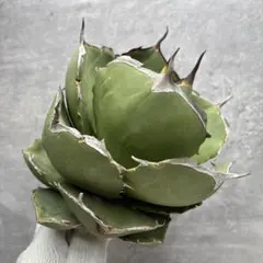 チタノタ　オカノタ　大株 2025年最新】Yahoo!オークション -アガベ チタノタ 大株(アガベ