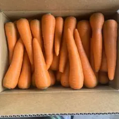 95砂地栽培　新鮮な柔らかい人参　　ワケありでも市場出荷用　10キロ　農家直送のサムネイル
