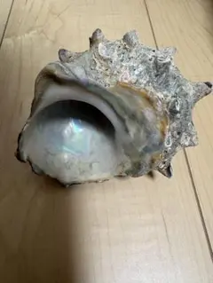 サザエの貝殻 置物
