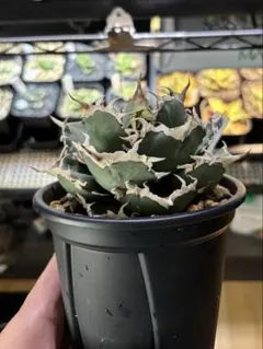 2025年最新】オテロイ 実生 子株の人気アイテム - メルカリ