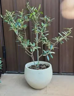 蕾付き♡ オリーブの木　エルグレコ　陶器鉢植え　苗　シンボルツリー 蕾付き♡ オリーブの木 エルグレコ 陶器鉢植え 苗 シンボルツリー