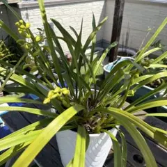 金陵辺。花芽1個。5鉢セット。蜜蜂誘引蘭。日本蜜蜂。キンリョウヘン