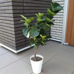 2025年最新】カシワバゴムの人気アイテム - メルカリ