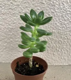 春萌×クラバツム カット苗 多肉植物 セダム - メルカリ
