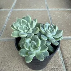 2025年最新】ケッセルリンギアナの人気アイテム - メルカリ