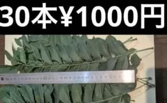 コ*リ様 カレーリーフ カラピンチャ Karapinchaකරපිංචා සිංのサムネイル