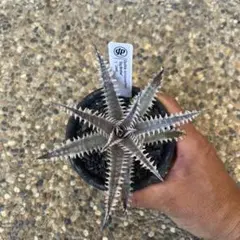 2026年最新】dyckia bigの人気アイテム - メルカリ