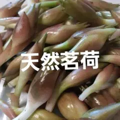 天然みょうが　地下茎長めミックス　約300グラムのサムネイル
