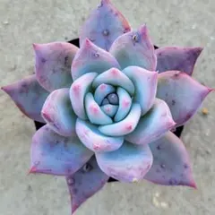 2025年最新】多肉リンゼアナの人気アイテム - メルカリ