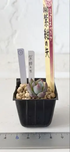 ☆優木園☆桃くま☆第四種郵便☆月曜発送予定☆ - メルカリ