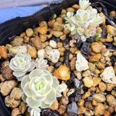 オロスタキス4種アソートセット多肉植物子持ち蓮華ピーチパーフェクト