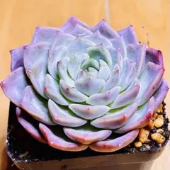 2025年最新】アイススピリット 多肉の人気アイテム - メルカリ