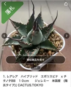 2026年最新】エボリスピナ bbの人気アイテム - メルカリ