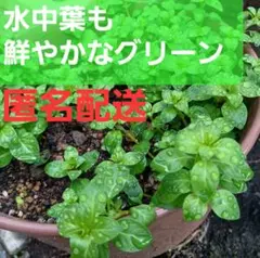♥️メルカリ便 割引情報あり♥️無農薬ビオトープ水草 ルドヴィジア ルドウィジアのサムネイル
