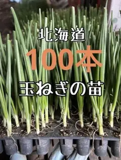 2026年最新】玉ねぎ苗 50本の人気アイテム - メルカリ
