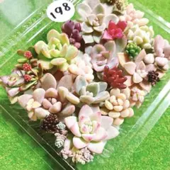 198 多肉植物　カット苗　詰め合わせ　セット　寄せ植え　セダム　エケベリア