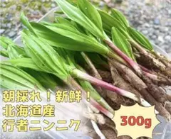 2026年最新】行者にんにく 苗の人気アイテム - メルカリ