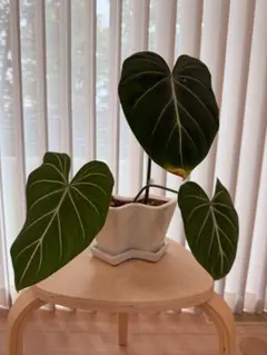 フィロデンドロン グロリオーサムゼブラ　観葉植物