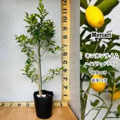 4年生 幼果肥大中 フィンガーライム接木苗／イエローリモネット樹高 