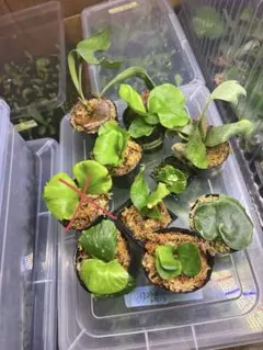 Yellow Moon dwarf Totoroなどビカクシダ胞子培養株35種 - メルカリ