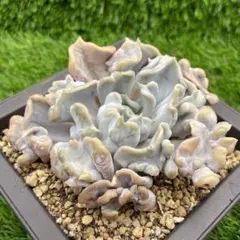 2026年最新】スリラーパール 多肉の人気アイテム - メルカリ