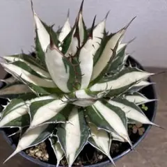 2026年最新】ホリダ 白中斑の人気アイテム - メルカリ