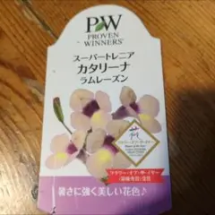 スーパートレニア2年生苗☆カタリーナ☆ラムレーズン開花苗一苗☆10.5