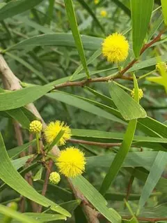 アカシア Acacia ソウシジュ 相思樹 根皮100% 30g 粉末 - メルカリ