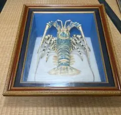 昭和レトロ】【特大】伊勢海老ゴシキエビニシキエビ剥製•標本（ガラス