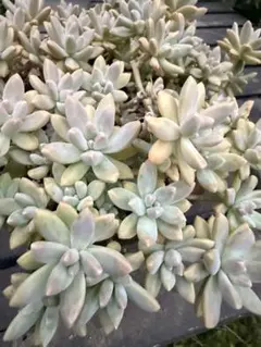 【多肉植物カット苗】ロココ（購入時の名前） 多肉植物カット苗】ロココ（購入時の名前） - メルカリ