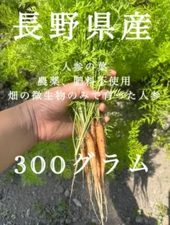 人参　ミニ人参　葉人参　人参の葉のサムネイル