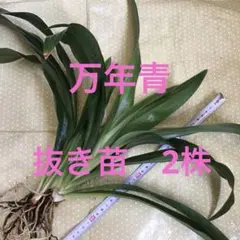 2026年最新】万年青 植物の人気アイテム - メルカリ