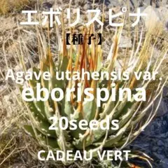 2025年最新】エボリスピナ 種子の人気アイテム - メルカリ