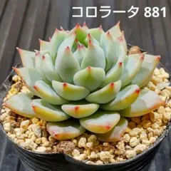 2026年最新】コロラータの人気アイテム - メルカリ